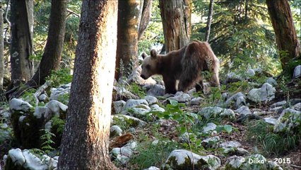 Observation des ours en Slovénie