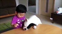 Dog and cat funny video most moment - Tổng hợp clip hài chó mèo hay nhất