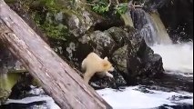 Spirit Bear Cub Goes Fishing