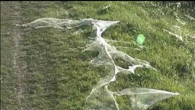 Argentine : après les inondations, des millions d'araignées tissent sur leurs toiles sur les portions émergées