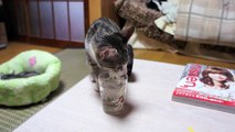 コップ水を飲む子猫 - The kitten tries to drink a glass of water -