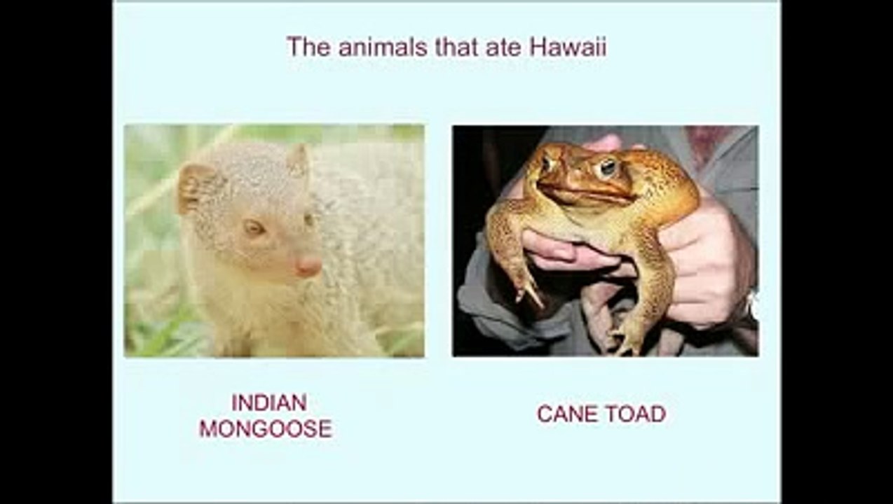 Evidence of evolution 4 6