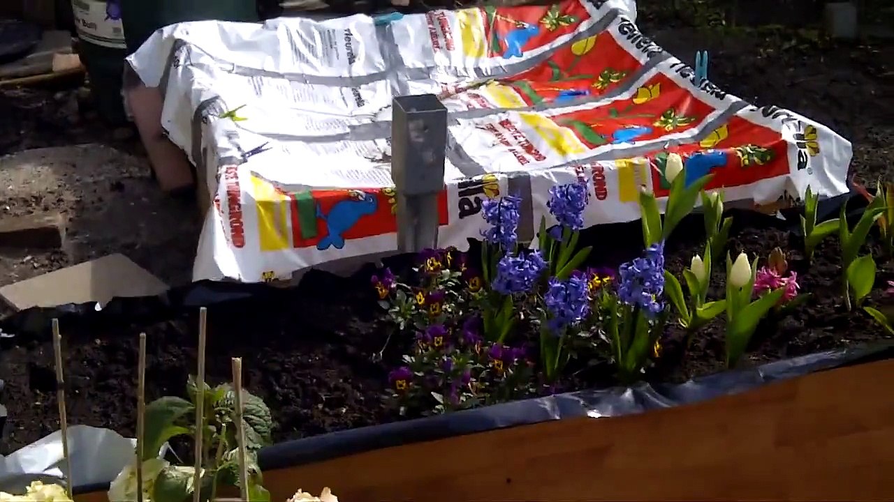 2012 Outdoor Grow  (Amnesia Haze & Fruit Sprit) Update #1