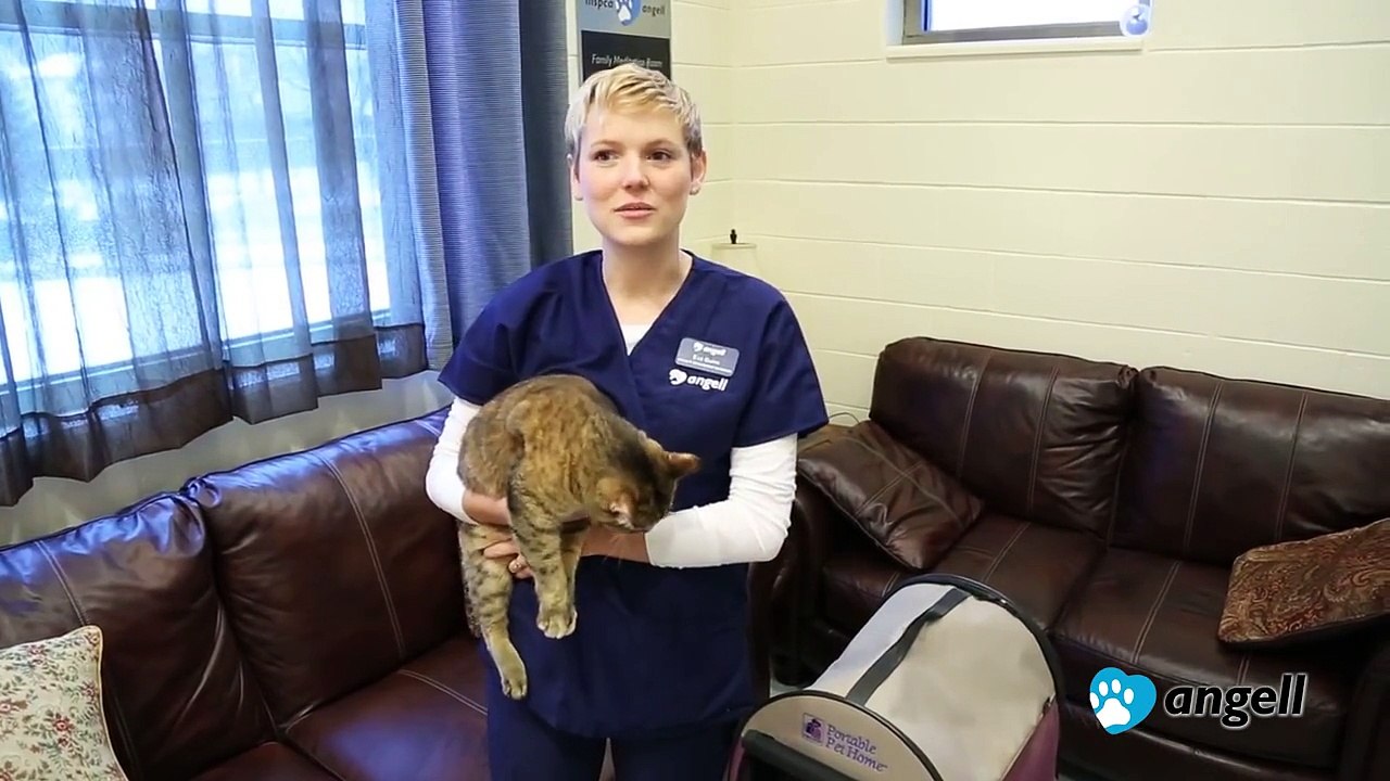 How to Put Your Cat in the Carrier