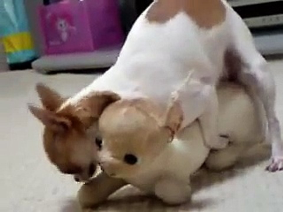 ぱこぱこ　チワワ　まいちゃんは♀(メス)です。　其の壱