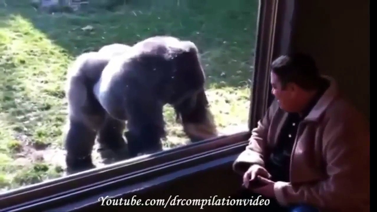 Animal Attacks Compilation 2015 HD #8