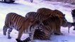 [Animal planet] Lions VS Tigers Battle Full documentary wildlife nature 2015