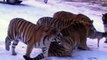 [Animal planet] Lions VS Tigers Battle Full documentary wildlife nature 2015