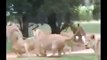 Wild animals - lions vs lions fight , When Animal Attack , Lion Attack Documentary
