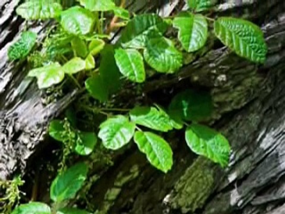 Caution: Poison Ivy