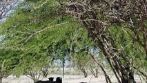 Cheetah Cubs on Sir Bani Yas! صغار الفهود في صير بني ياس