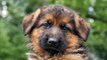 Cute German Shepherd Puppies - Animal Dog Videos