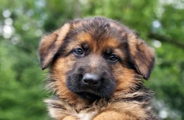 Cute German Shepherd Puppies - Animal Dog Videos