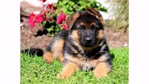 Best German Shepherd Puppies - Animal Dog Videos