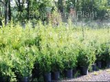 We Deliver and Plant Fast Growing Screening Trees In Delaware