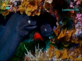 Mares e Oceanos - A Ilha de El Hierro - RTP2