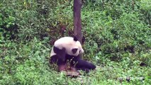 Panda Weekly Highlights 