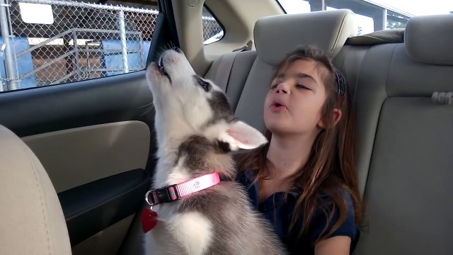 Husky Puppy Howls Along With Her Husky Pal