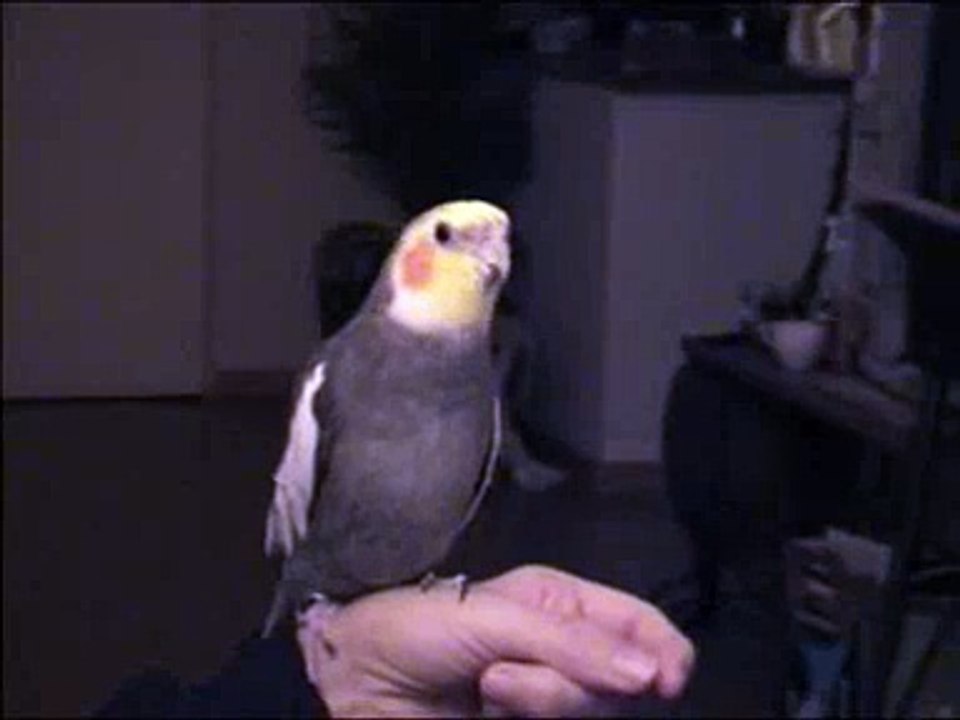 Singing Cockatiel Gypsy