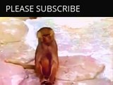 Funny Animals Videos Monkey | Funny Animals Monkey Videos | Funny Animals Videos