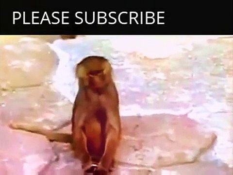 Funny Animals Videos Monkey | Funny Animals Monkey Videos | Funny Animals Videos