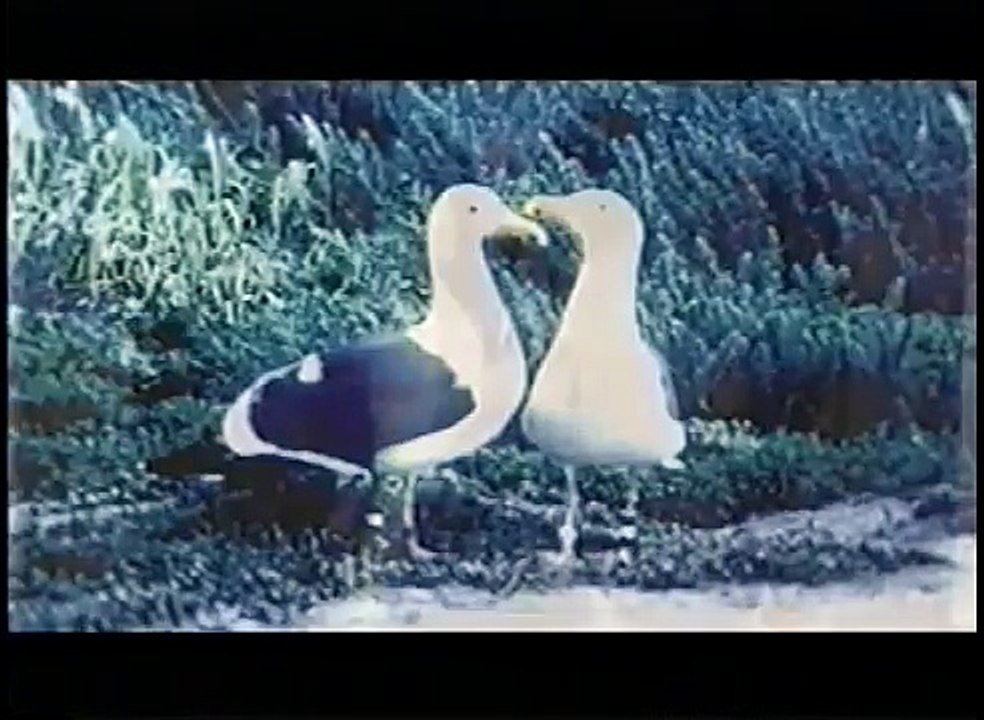 Homosexuality in Animals