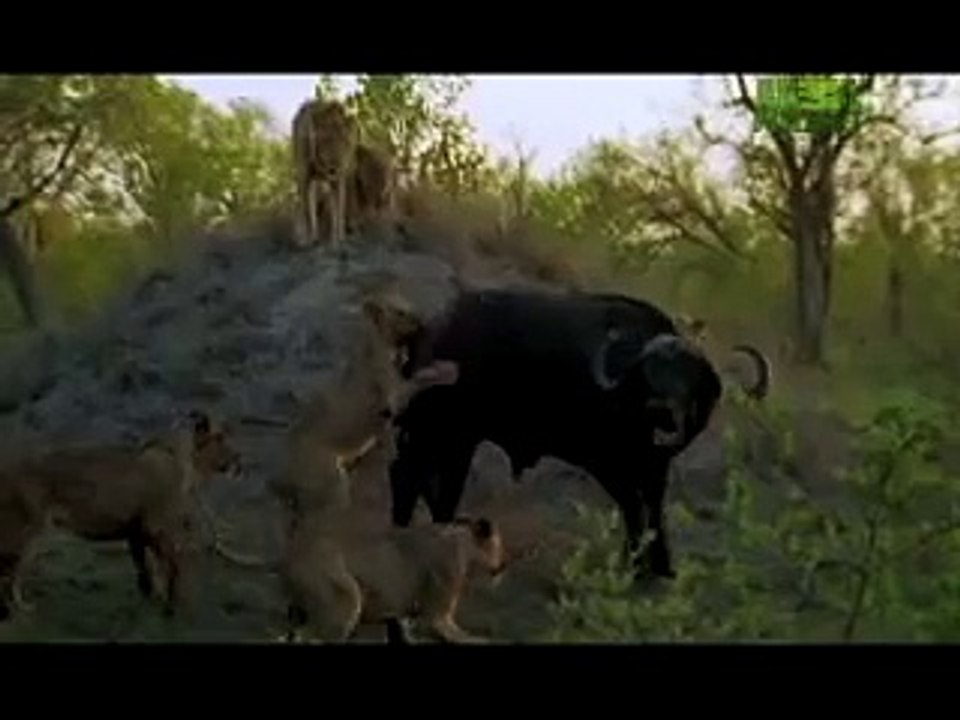 Killer Clips- Lions Attack Buffalo