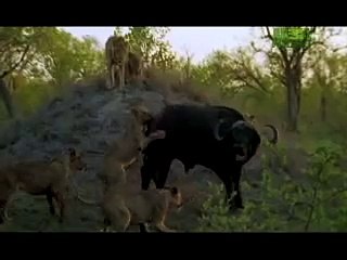 Killer Clips- Lions Attack Buffalo