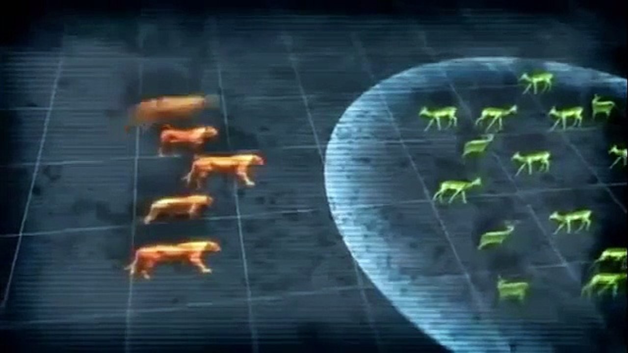 Lions' Furious Reign in Animal Kingdom - Documentary 2015