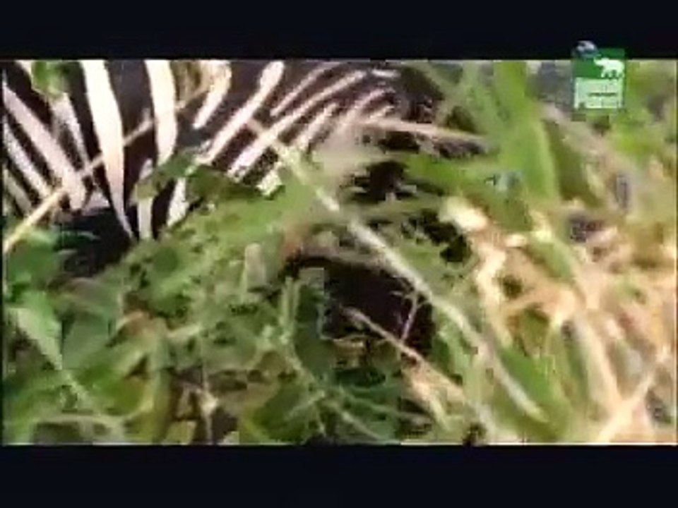 Zebra Afoga Leão