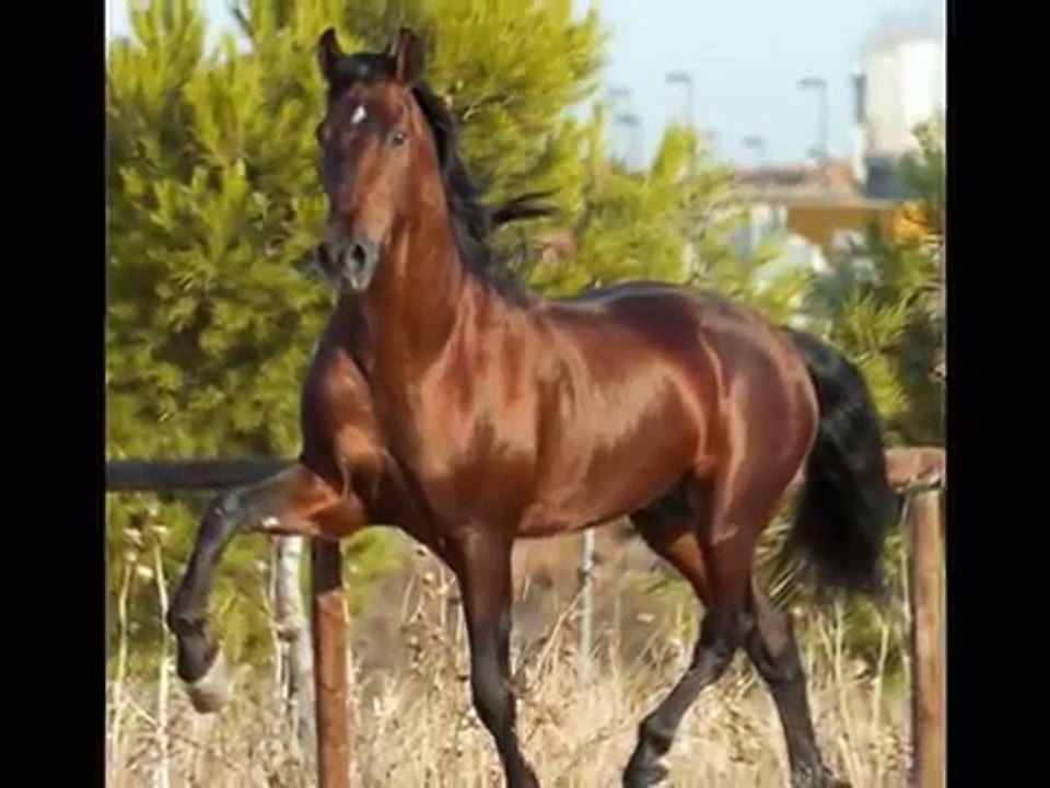 CORRIDO DEL ALAZAN Y EL CUATRALBO CHINA N L