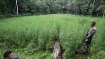 Encuentran y destruyen una plantación de marihuana en la selva de Indonesia