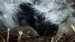 Pallas Cat Kittens - 5 days old