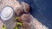 Raising Chickens: chicks first day