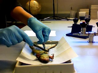 frog dissection