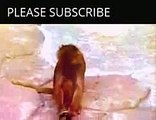 Funny Animals Videos Monkey - Funny Animals Monkey Videos - Funny Animals Videos