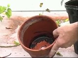 BONSAI NEW EASY METHOD # 129-BOUGAINVILLEA REPOT AND WOODWORK