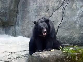 Masterbating Bear
