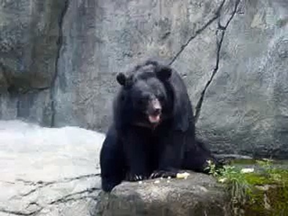 Masterbating Bear