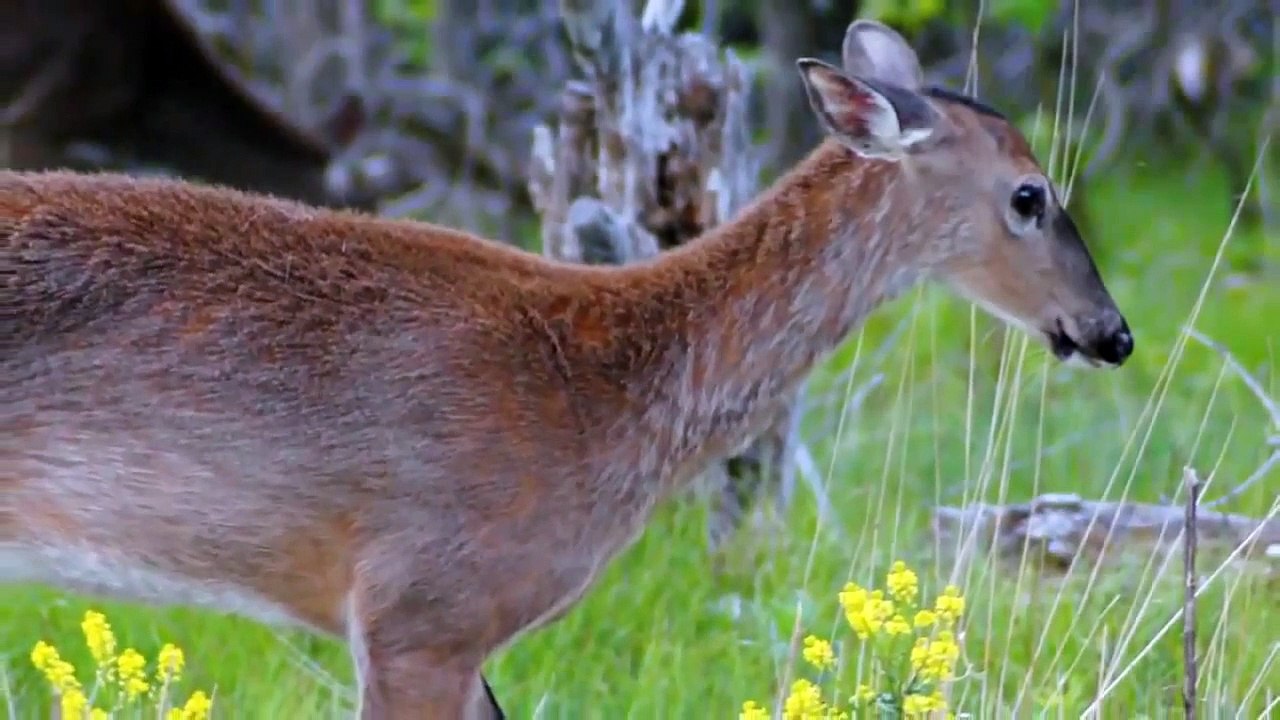 BAMBI PELICULA COMPLETA EN ESPANOL LATINO