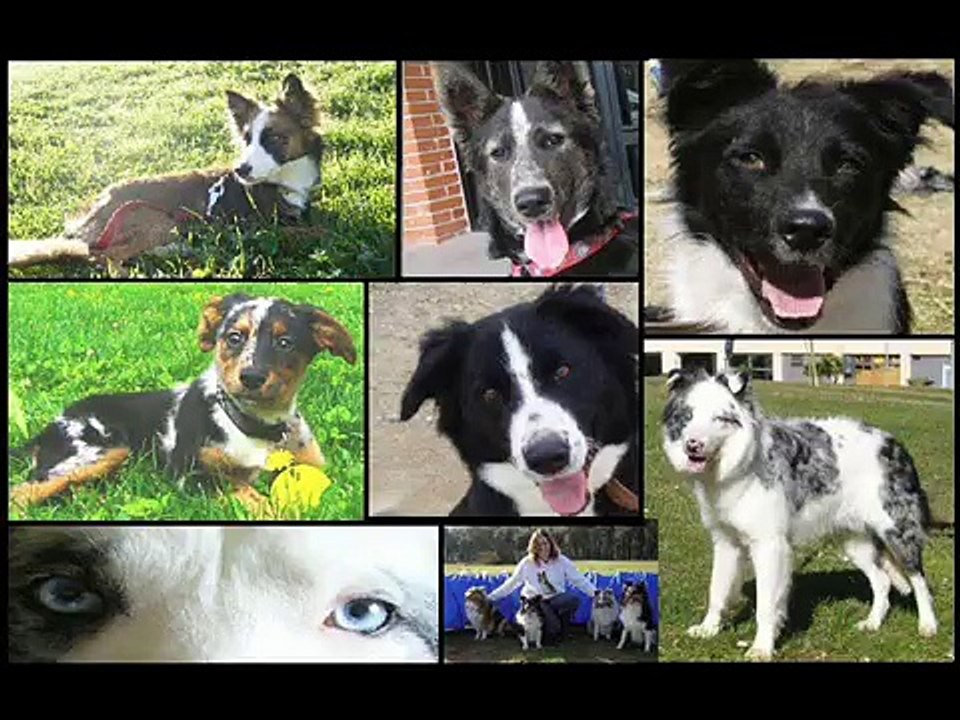 SOS BORDER COLLIE ESPAÑA/ BORDER COLLIE RESCUE SPAIN ( ADOPTADOS)