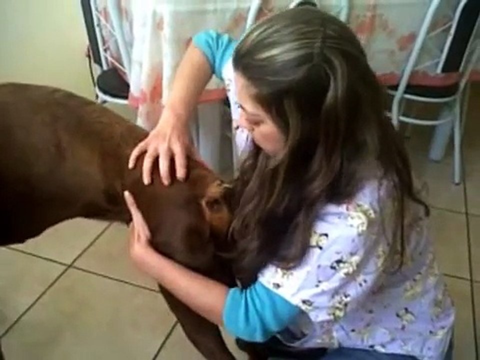 Quiropraxia veterinária - cães