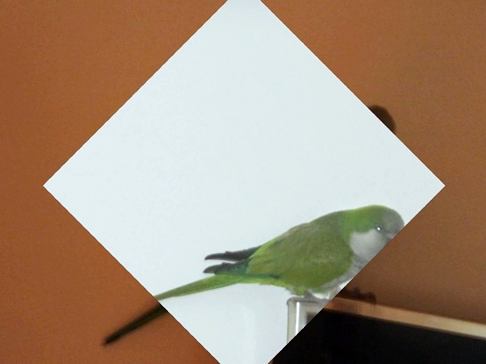 sher's quaker parrot