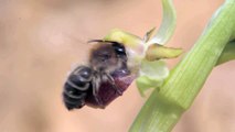 Orchid pollination through sexual deception - Nikon D3s