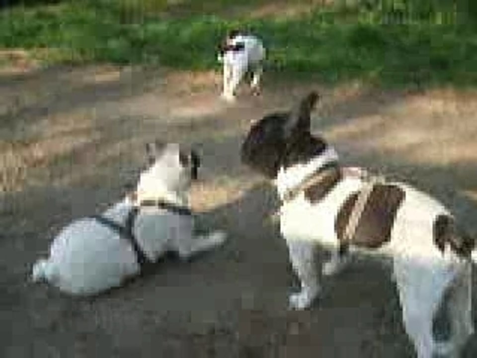 Mes bouledogues gratouilles