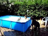 pit bull in piscina swimming pool