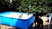 pit bull in piscina swimming pool