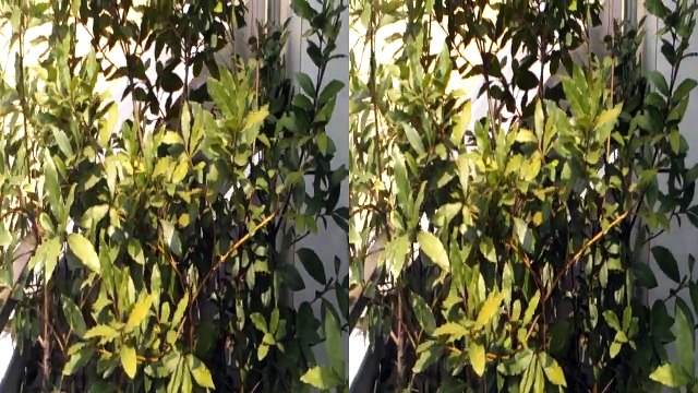 HTC Evo 3d vs Lg Optimus 3D Demo video 3d da LG. Teleonino.net