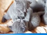 Chatons chartreux du jardin des lutins