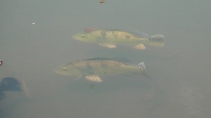 Peixes de água doce - traíras e tucunares